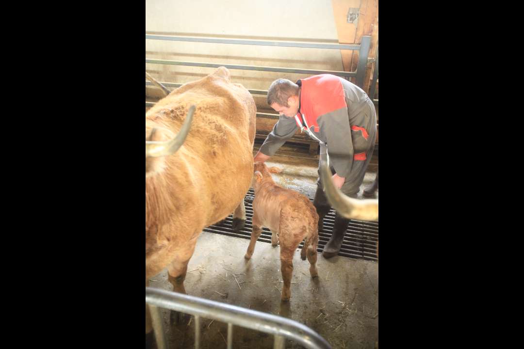 Aubrac Aubrac